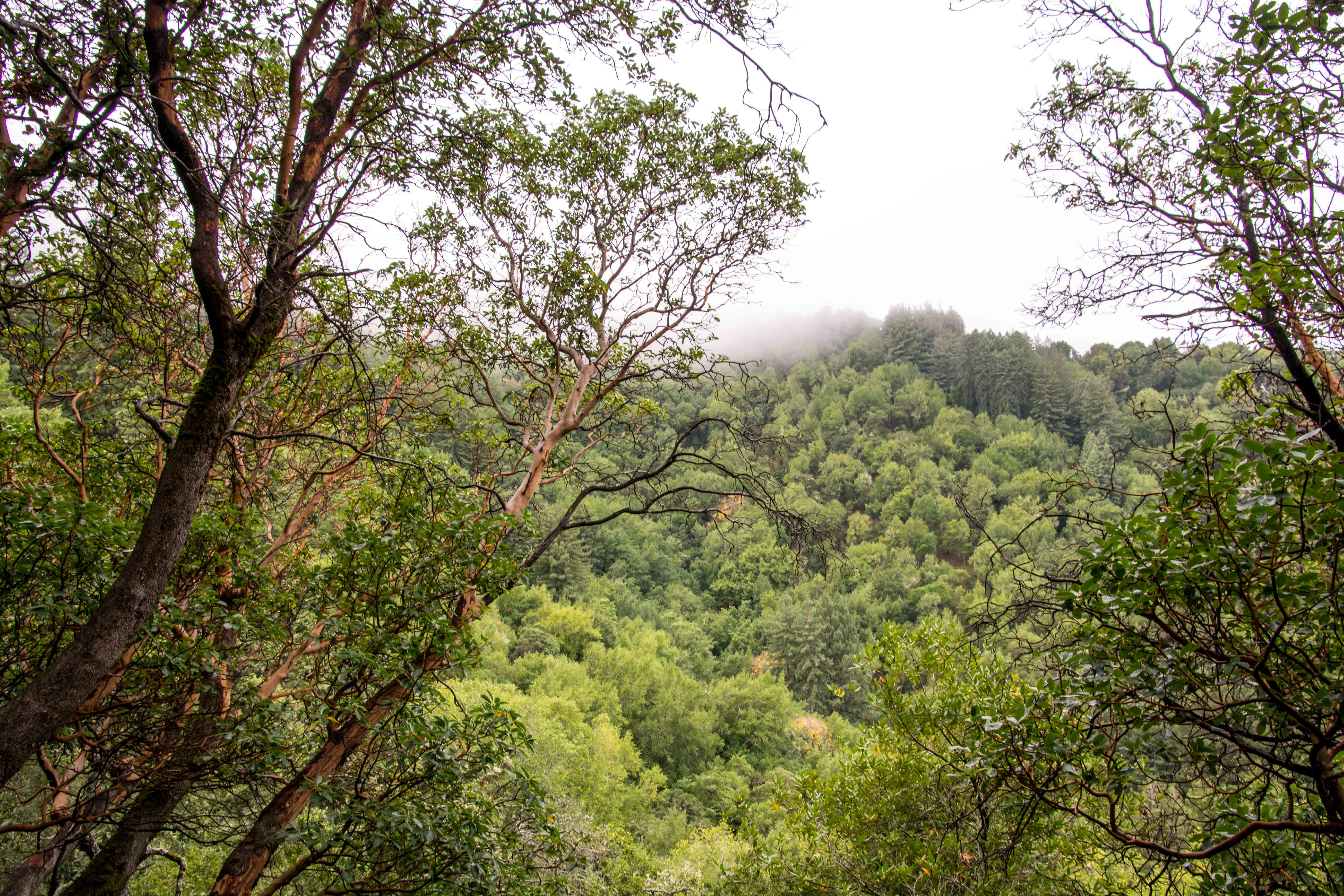 A Magical Hike – Indian Tree Open Space Preserve – Smiling In Sonoma