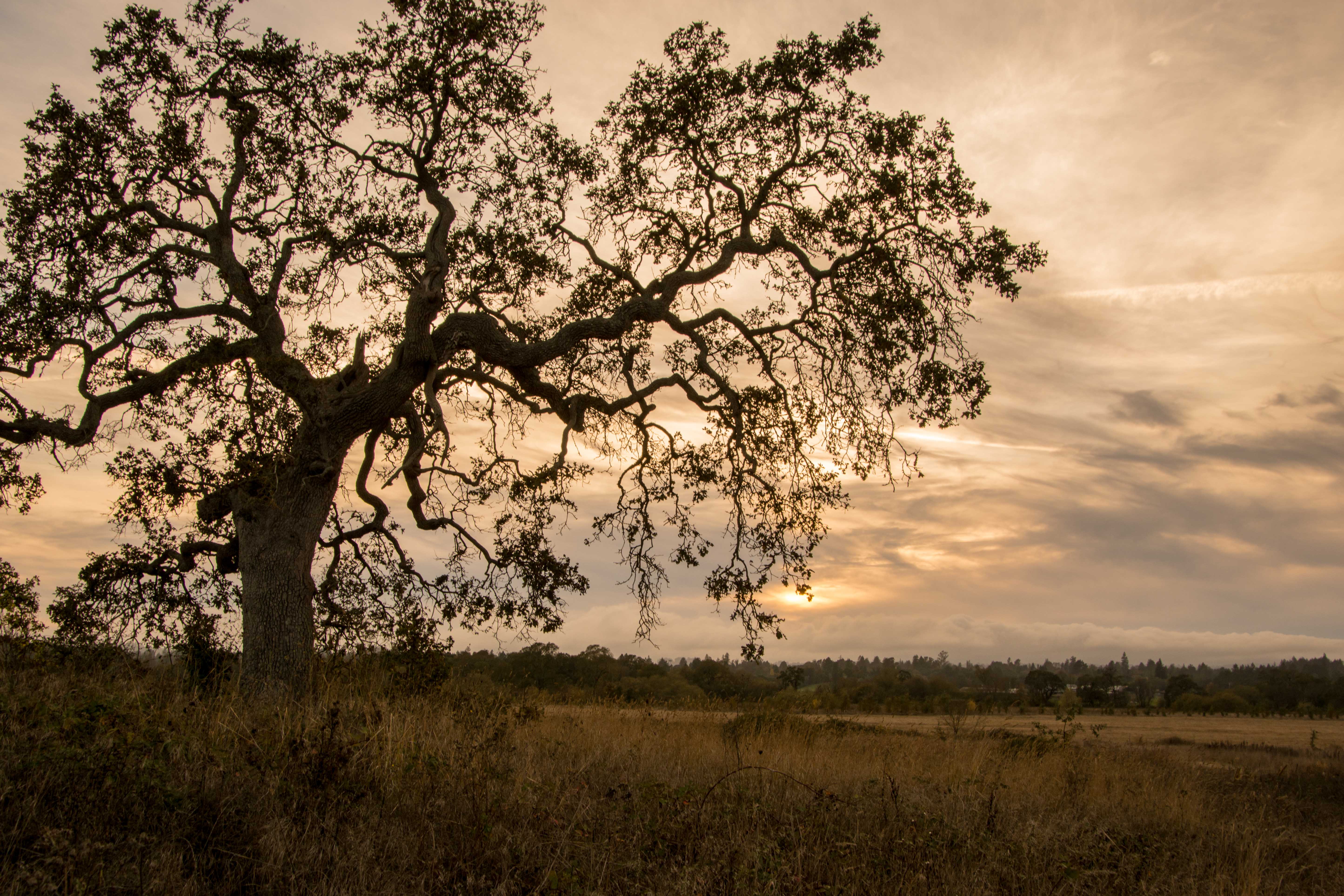 Laguna de Santa Rosa – Smiling In Sonoma