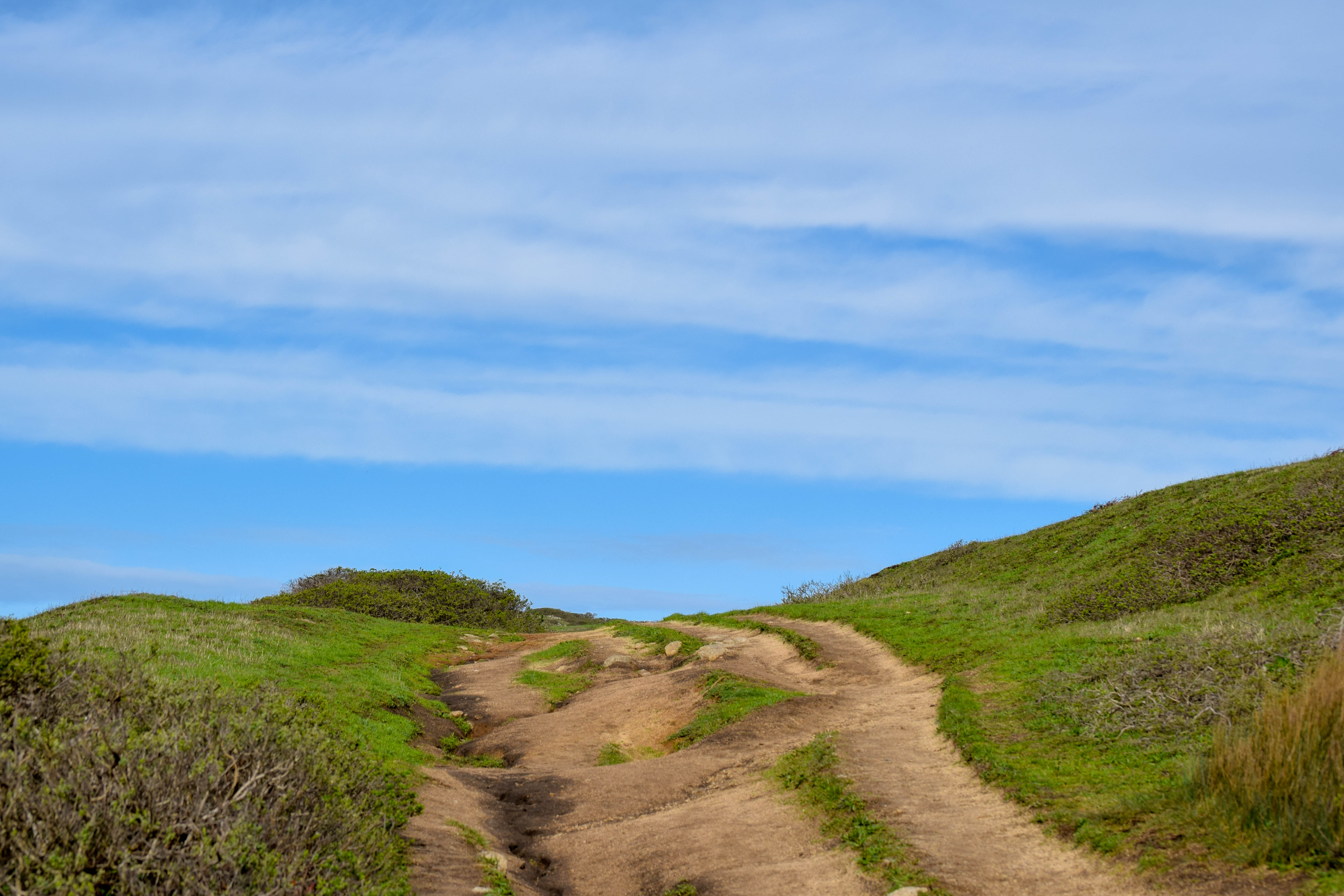 Tule Elk Preserve Tomales Point – Point Reyes – Smiling In Sonoma